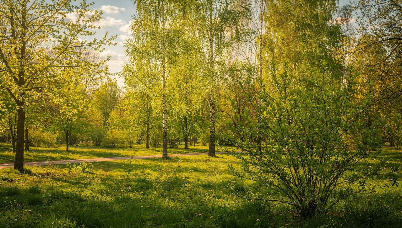 Top des arbres les plus rapides à pousser