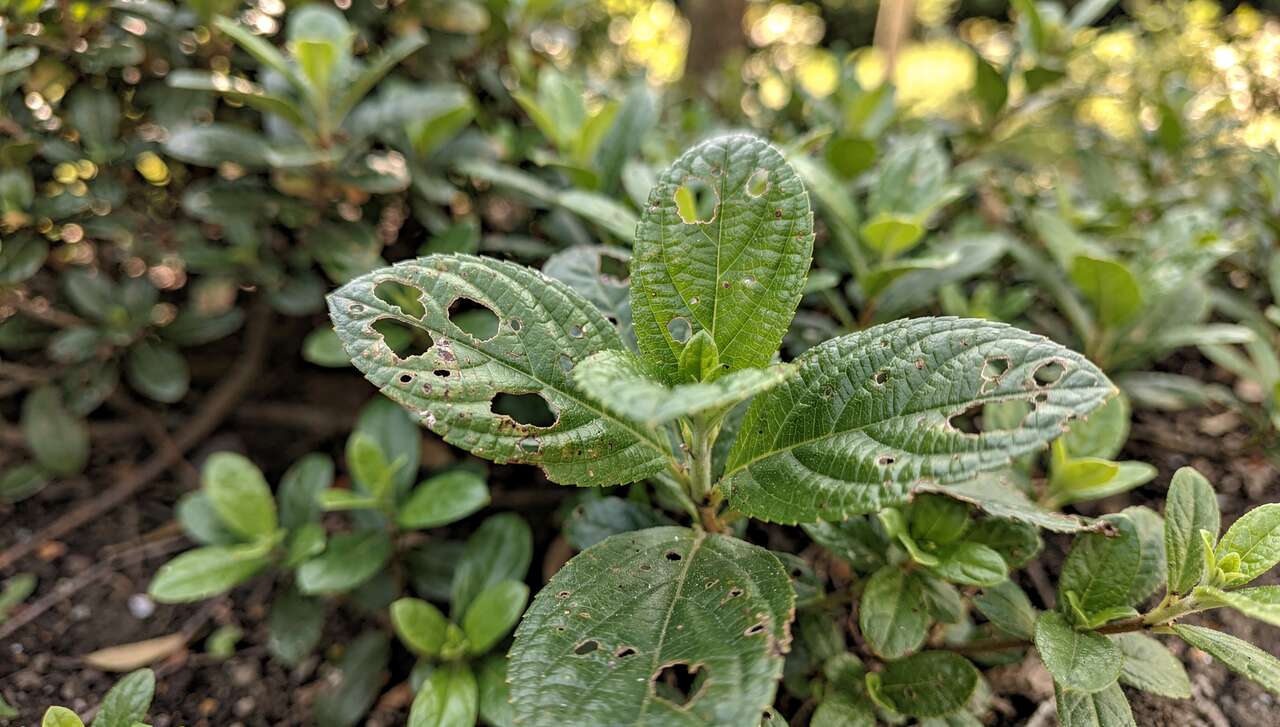 Principaux insectes responsables des trous dans les feuilles