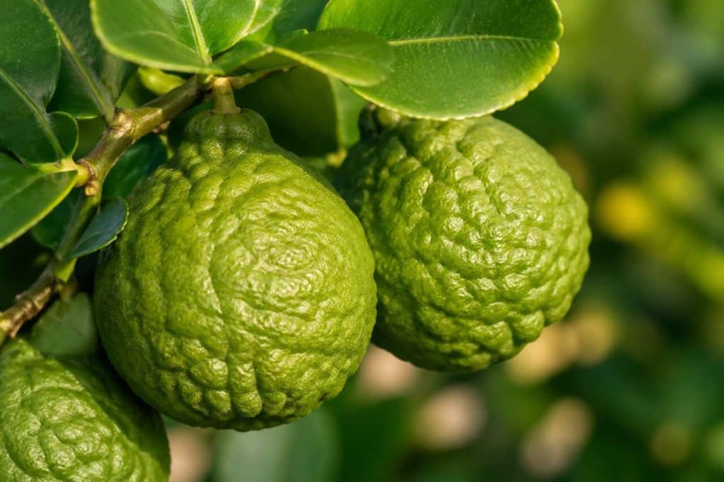 Bergamote : bienfaits et Utilisations