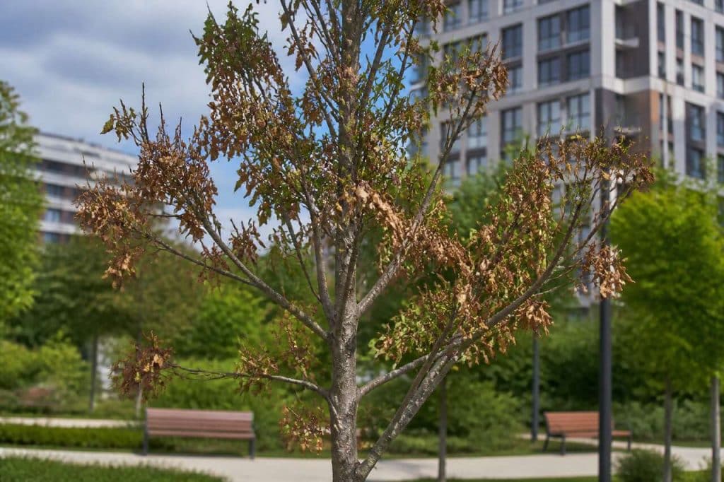 Arbre malade : signes et solutions