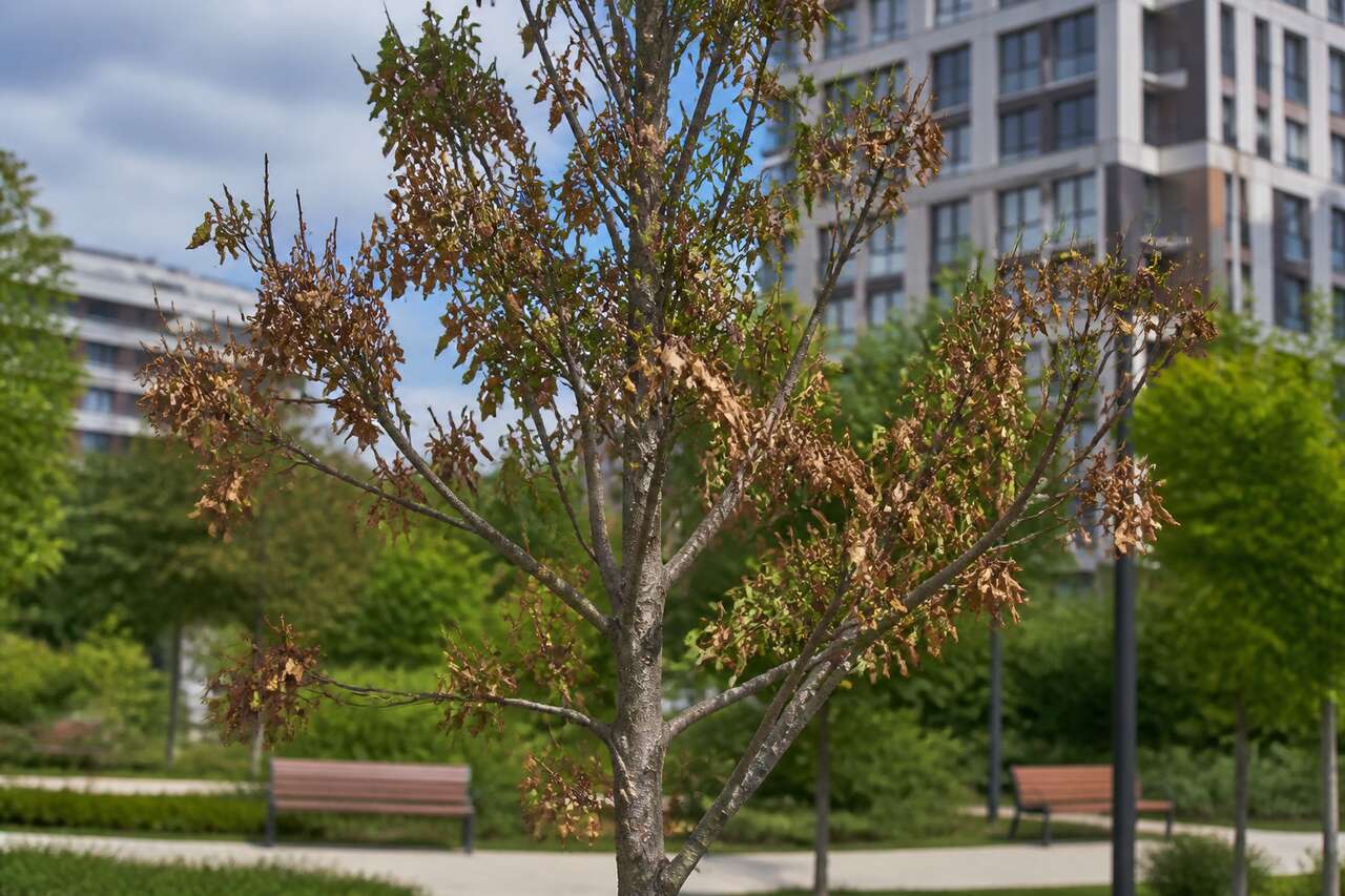 Arbre malade : signes et solutions