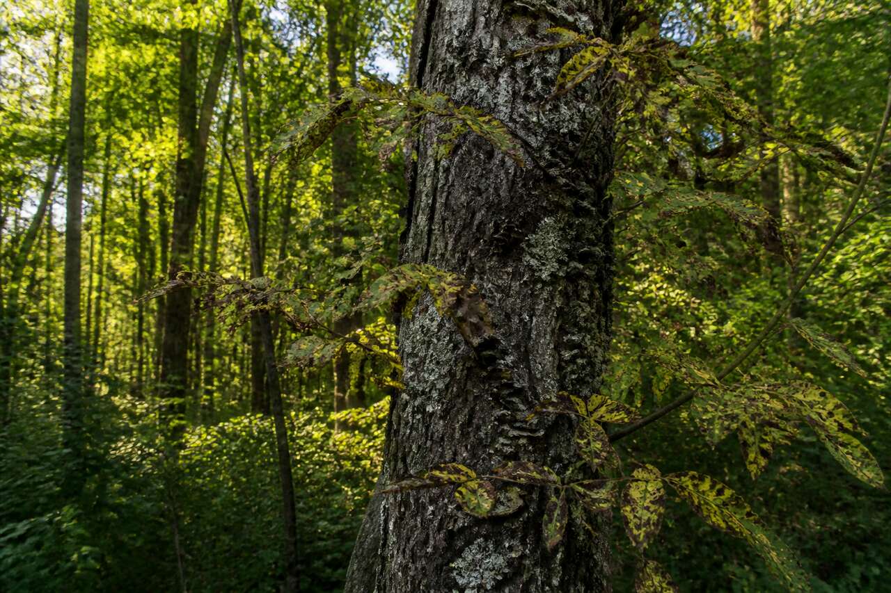 Les maladies fréquentes des arbres Les maladies fréquentes des arbres