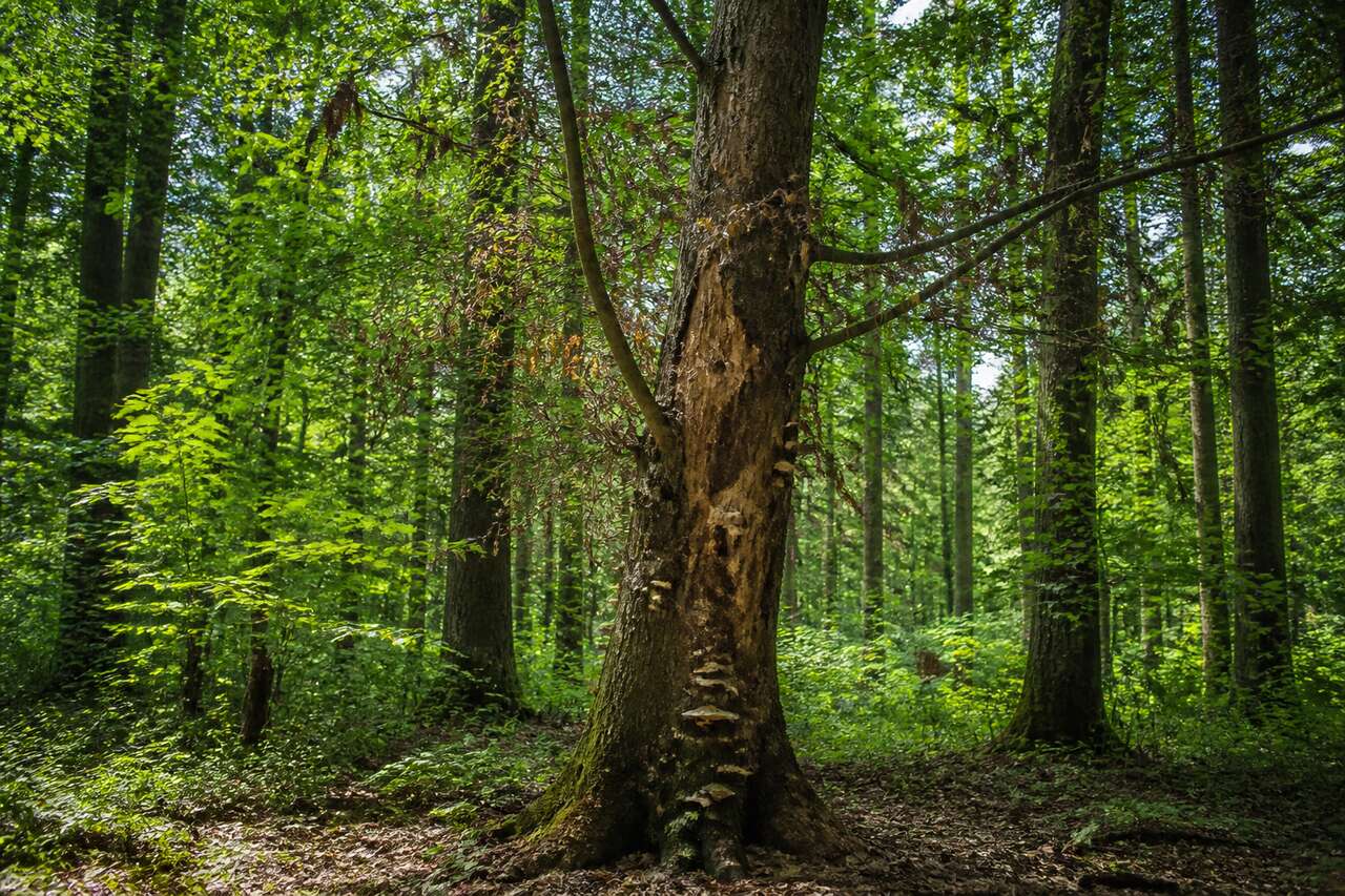 Solutions pour traiter un arbre malade Solutions pour traiter un arbre malade