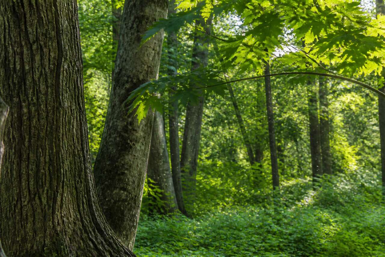 Les arbres qui attirent les moustiques