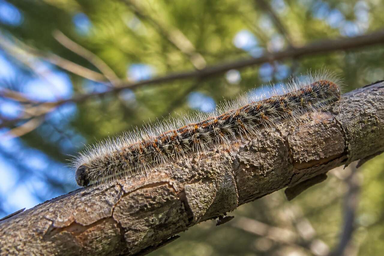 Qu'est-ce qu'une chenille processionnaire ? Qu'est-ce qu'une chenille processionnaire ?